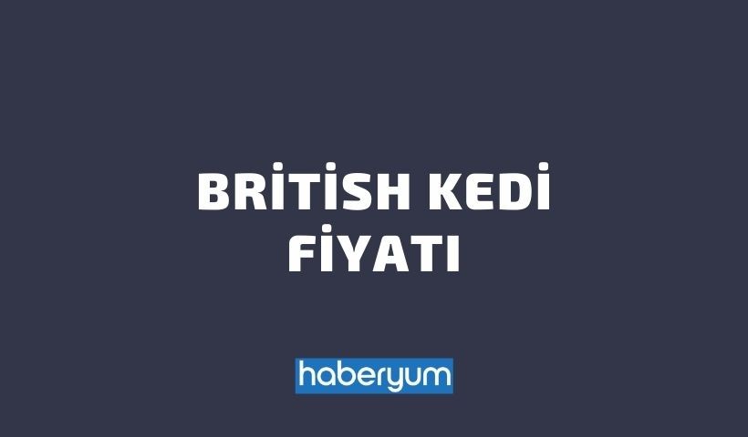 British Kedi Fiyati