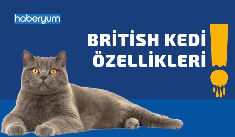 British Kedi Ozellikleri