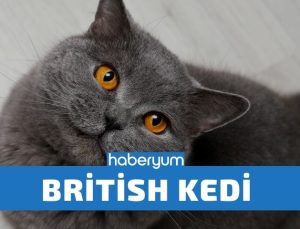 British Kedi Almadan Önce Bilmeniz Gerekenler!