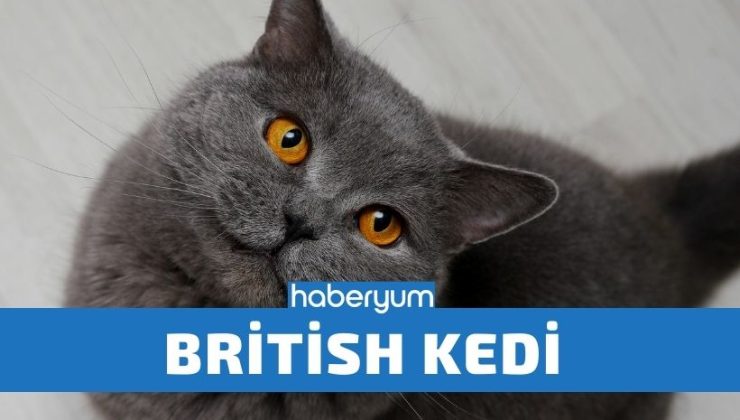 British Kedi Almadan Önce Bilmeniz Gerekenler!