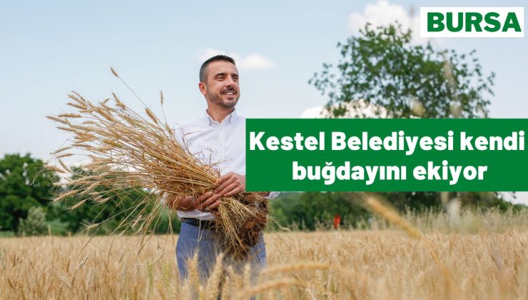Kestel Belediyesi Türkiye’nin en ucuz ekmeğine zam yapmamak için kendi buğdayını ekiyor