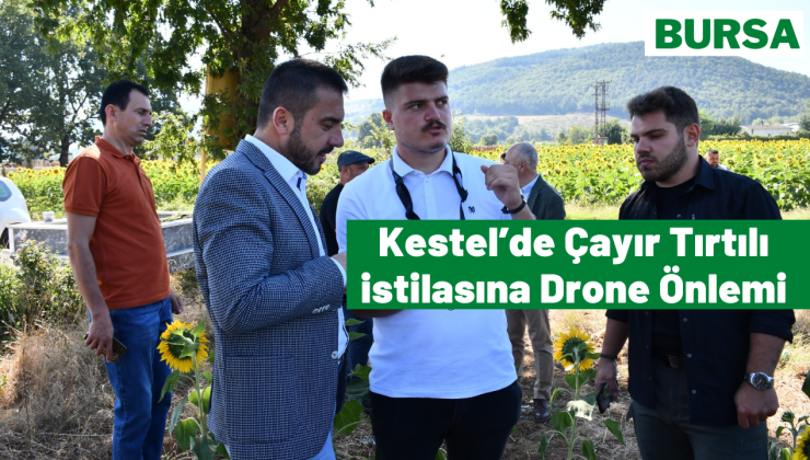 Kestel’de Çayır Tırtılı istilasına Drone Önlemi