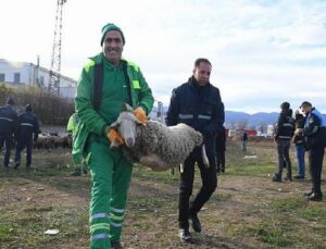 Ekili arazilere zarar veren koyunlara zabıta müdahale etti