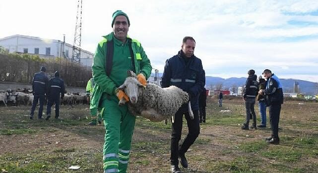 Ekili arazilere zarar veren koyunlara zabıta müdahale etti