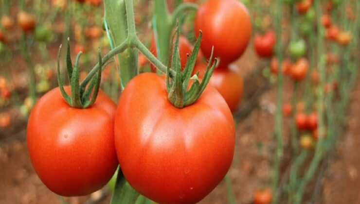 Geçen yıl toplam 377 milyon dolarlık domates ihraç edildi