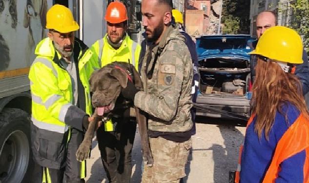 İzmir Büyükşehir Belediyesi depremden etkilenen hayvanları unutmadı