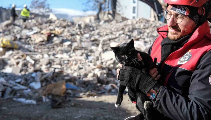 Kahramanmaraş’ta 174 saat sonra enkazdan ‘Ardıç’ isimli kedi kurtarıldı