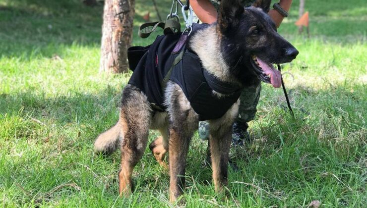 Meksika’dan Türkiye’ye gelen arama-kurtarma köpeği ’Proteo’ hayatını kaybetti