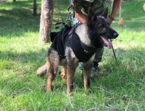 Arama-kurtarma köpeği Proteo onuruna Türkiye’den Meksika’ya yavru köpek hediyesi