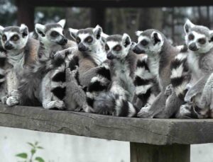 Bursa Hayvanat Bahçesi’nin sevimli yavruları ilgi odağı