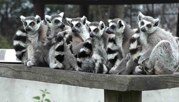 Bursa Hayvanat Bahçesi’nin sevimli yavruları ilgi odağı