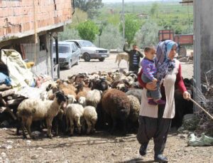 Dört çocuk annesi devletten aldığı destekle 230 koyunluk sürünün sahibi oldu