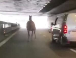 Hipodromdan kaçan at trafiği altüst etti