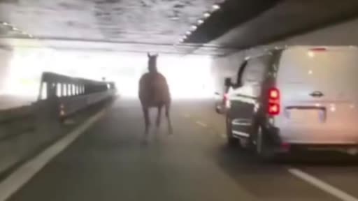 Hipodromdan kaçan at trafiği altüst etti