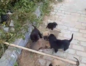 Kanalizasyon rögarında mahsur kalan yavru köpekler kurtarıldı