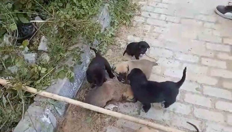 Kanalizasyon rögarında mahsur kalan yavru köpekler kurtarıldı