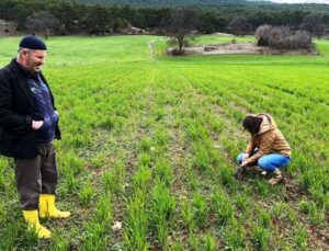 Kütahya’da sertifikalı buğday ve arpa tohumlarının arazide çıkış kontrolleri