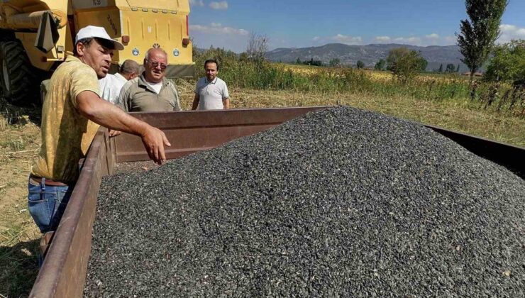 Simav’da üreticilere 4 bin 250 kilo yağlık ayçiçeği tohumu dağıtılacak