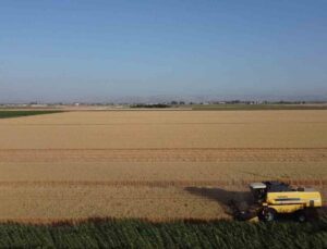 Depremin vurduğu Hatay Amik Ovası’nda buğday hasadı başladı