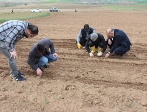 Hibe destekli yağlık ayçiçeği tohumları toprakla buluştu