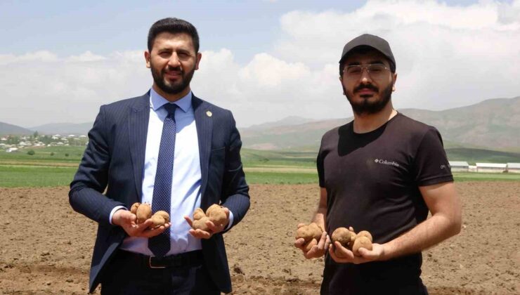Irak’tan dönen genç iş adamı, Cilo Dağı eteklerinde 100 dönümlük alana patates ekimine başladı