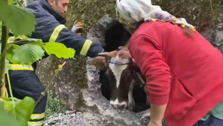 İtfaiyenin inek kurtarma operasyonu