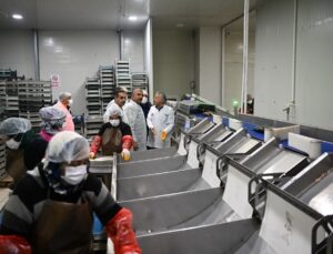 Kayseri’deki tesiste günlük 60 ton balık işleniyor