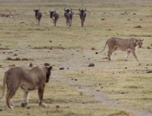 Kenya’da 6 aslan ölü bulundu