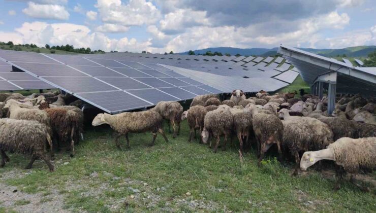 Kosova’da güneş enerjisi panellerinin temizleyicisi: Koyun ve keçiler