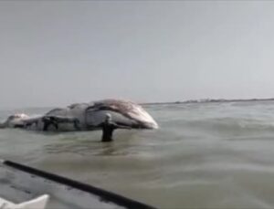 Pakistan’da dev ölü balina kıyıya vurdu