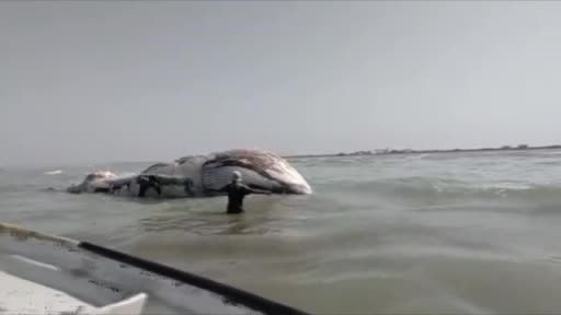 Pakistan’da dev ölü balina kıyıya vurdu