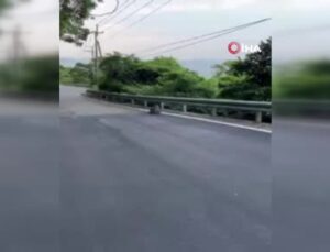 Tayvan’da maymun kedi yavrusunu kaçırdı