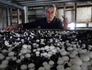 Yozgat’ta üretilen mantar, Karadeniz ve Doğu Anadolu Bölgesi’nin ihtiyacını karşılıyor