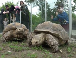 Zoopark’taki kaplumbağalara Dünya Kaplumbağa Günü’nde ziyafet