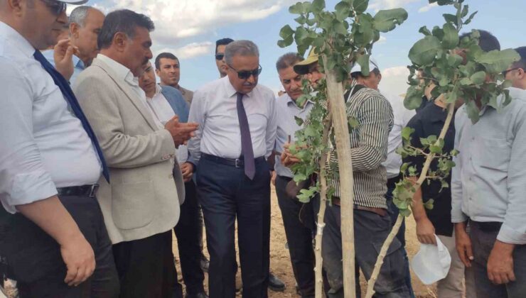 Diyarbakır’da bu yıl 200 bin fıstık aşılanması hedefleniyor