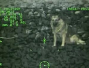 Kayalıklara düşen yaralı köpek helikopterle kurtarıldı