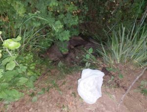 Kdz. Ereğli’de 2 yetişkin domuz ölüsü bulundu