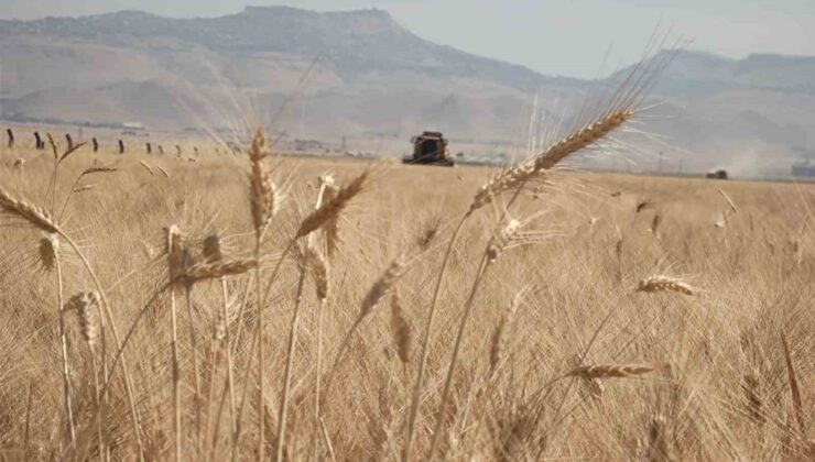 Mardin’de buğday tarlalarında hasat mesaisi başladı