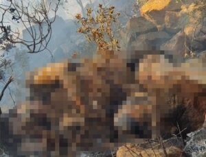 Marmaris’te orman yangınında bulunan ceset Belçika vatandaşı çıktı