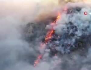 Meksika’da orman yangını: 4 bin hektardan fazla alan kül oldu