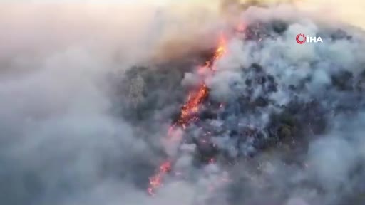 Meksika’da orman yangını: 4 bin hektardan fazla alan kül oldu