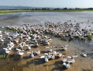 (Özel) Binlerce kilometre uzaktan geldiler, Ak pelikanların banyo keyfi