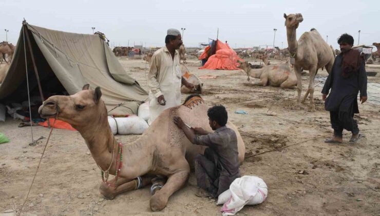 Pakistan’da develer Kurban Bayramı öncesinde geleneksel desenlerle süslendi
