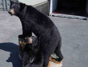 Polonya’da konteynerde doldurulmuş Amerikan kara ayıları ele geçirildi