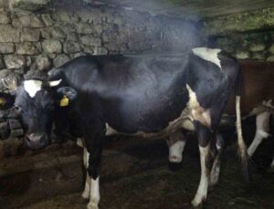 Trabzon’un 85 mahallesine şap hastalığı nedeniyle hayvan giriş ve çıkışı yasaklandı