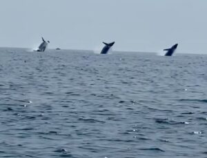 ABD’de balinaların dansı mest etti