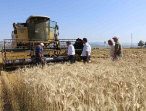 Amasya’da meslek lisesinden 40 ton buğday hasadı