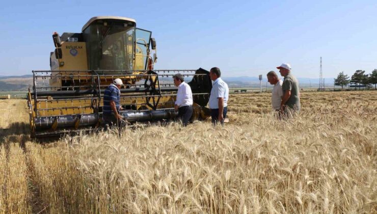 Amasya’da meslek lisesinden 40 ton buğday hasadı