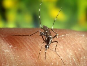 Belli özelliklere sahipseniz sivrisinekler tarafından ısırılmanız kaçınılmaz