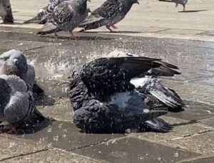 Bursa’da güvercinler kanatlarını açıp böyle serinledi